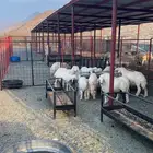طليان وفيه 9 رخال