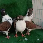حمام كنق مدني