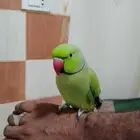 ذكر دره أليف وع اليد بدون عض الحمدالله