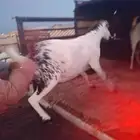 نقل وتوصيل كافه المشاوير إلى جميع أنحاء المملكة