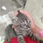 القطوه صغير