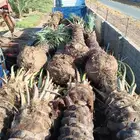 نخل متوفر بجميع انواعه جده مكه