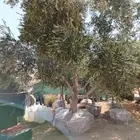 زيتون متوفر جميع المقاسات