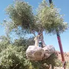 يوجد لدينا جميع انواع الزيتون المثمر لتواصل علا