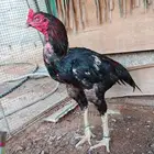 ديك باكستاني بيع