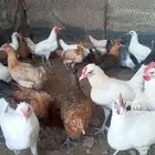 دجاج بلدي وفيومي