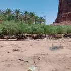زيتون مثمر يوجد لدينا أشجار زيتون للبيع