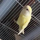 طير الروز للبيع