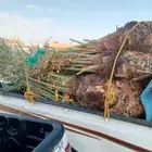 يوجد لدينا جميع انواع انخيل المثمرة والزينه