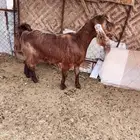 اعرض لكم عنز مصريه