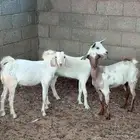 جفران 3 ( تم البيع )