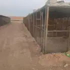 شبوك بقلاوه مقاسات مختلفه