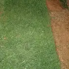 كل ما يخص التنسيق من زراعه ثيل طبيعي وصناعي أشجار نخيل زهور