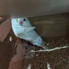 تصفية طيور بأسعار رخيصه