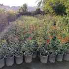 ورد جوري الهولندي جهنمه بباي. للكميات