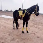 ابحث عن دنه طالعه من خميس مشيط للرياض لنقل واحد راس خيل