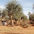 يوجد لدينا جميع انواع الاشجار