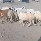 جدعان سواكني بيض مرابي