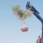 يوجد لدينا جميع انواع الزيتون المثمر لتواصل علا