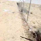 شبوك