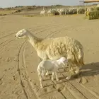 شه خلفه تحتها طلي