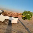 نخل واشنطونيا زينه