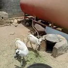تويوتا