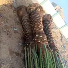 متوفر الان نخل للبيع جده مكه بجميع امقاسات نوصل كل مناطق الم