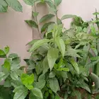زراعة الورود وتنظيف النخيل