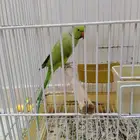 دره ذكر أليف جناح كامل صحه ونظافه بداية نطق الحمدالله