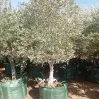 يوجد لدينا جميع انواع الزيتون المثمر لتواصل علا