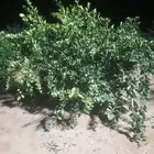 يوجد لدينا جميع انواع البرتقال والليمون والزيتون ونخيل