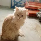 بسه