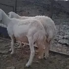 ضأن دفيع للبيع