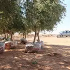 يتوفر لديناء جميع انواع الزيتون ب اسعار مناسبه