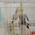كروان هولاندي منتج صحه ممتازه