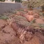 تكريب و تشويك وتنضيف
