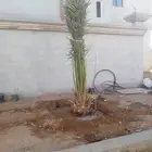 يوجد لدينا جميع انواع الزيتون ونخيل والبرتقال والليمون