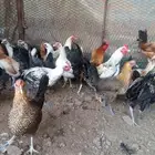 للبيع دجاج بلدي بشاير