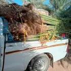 يوجد لدينا نخل مثمر بجميع انواعه ومقاسته المختلفه