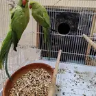 جوز دره قريب انتاجه