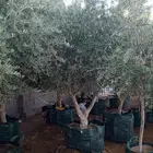 يوجد لدينا جميع انواع الزيتون في مراكن لتواصل علا