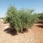 يوجد لدينا جميع انواع الزيتون المثمر لتواصل علا