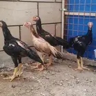 فروخ شامو ياباني