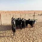 معزا ذري للبيع