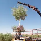 يوجد لدينا جميع انواع الاشجار الزيتون المثمر لتواصل علا