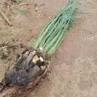 يوجدلدينا فسائل صقعي نوع مبروم ممتاز الام بكور