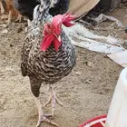 دجاج بلدي ومهجن بياض (جملة)