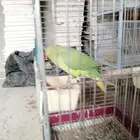 بغباء دره انثى