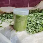 المورينجا